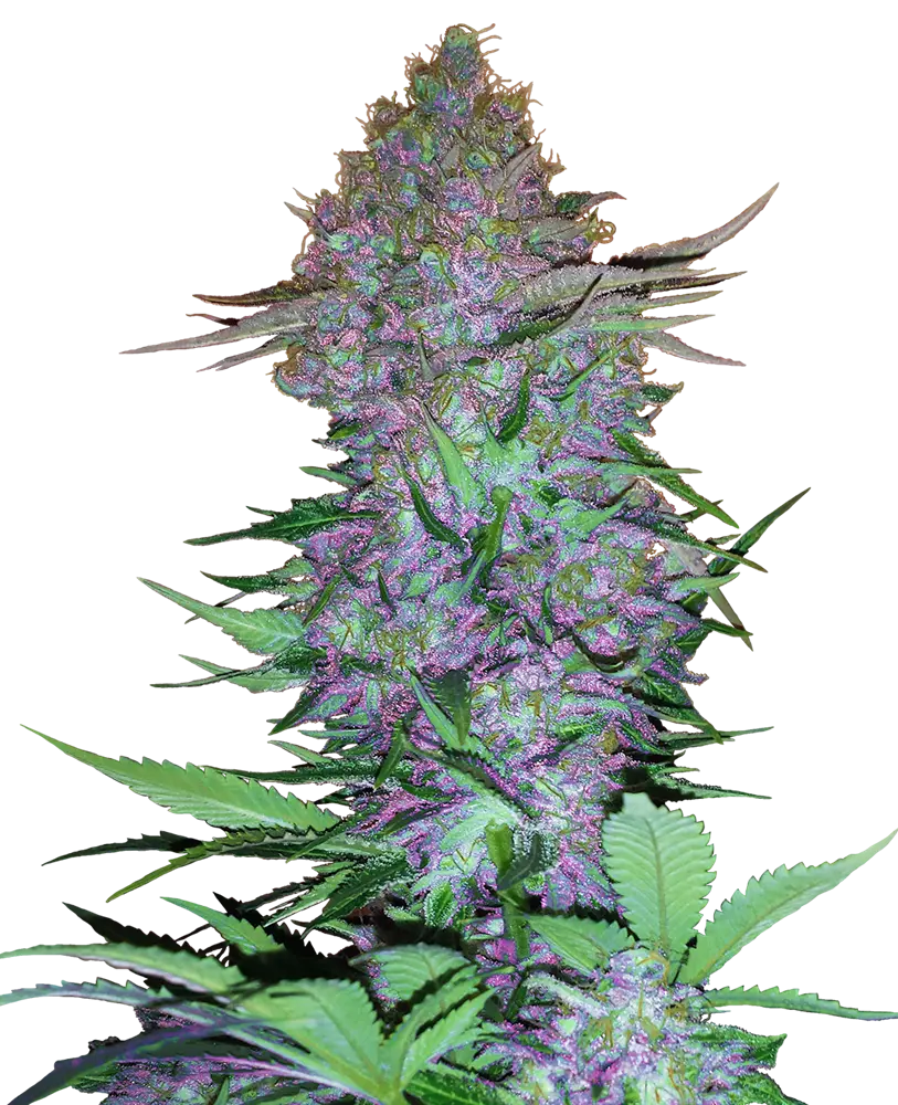 PURPLE SKUNK AUTOFIORENTI SENSI SEEDS