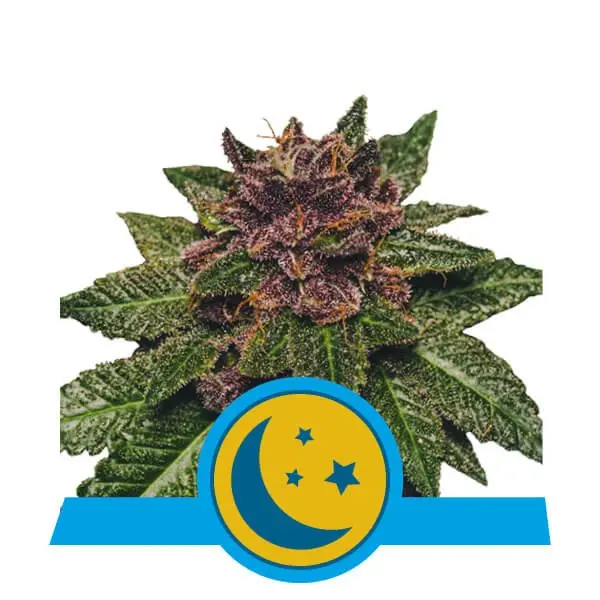 PURPLEMATIC CBD ROYAL QUEEN SEEDS