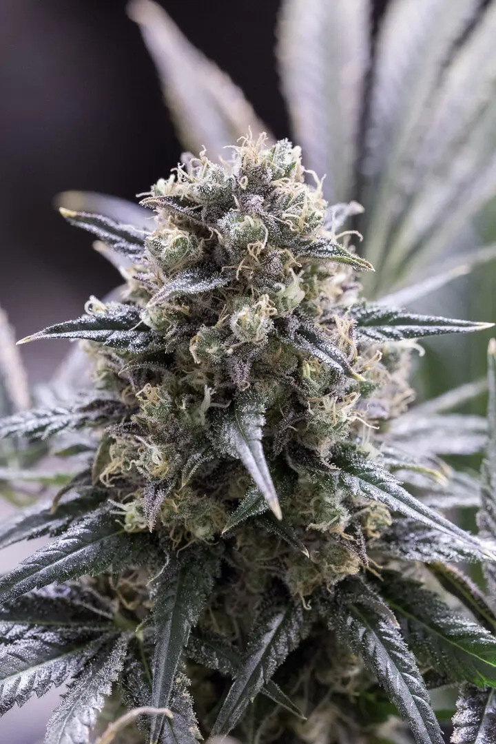 QUICK DINAMED CBD DINAFEM SEEDS QUICK