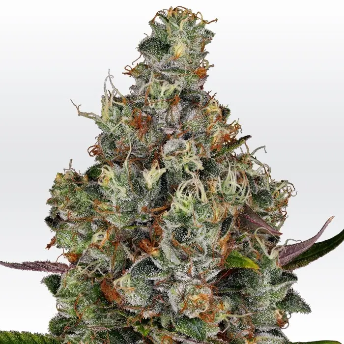 RAINBOW ROAD PARADISE SEEDS FEM