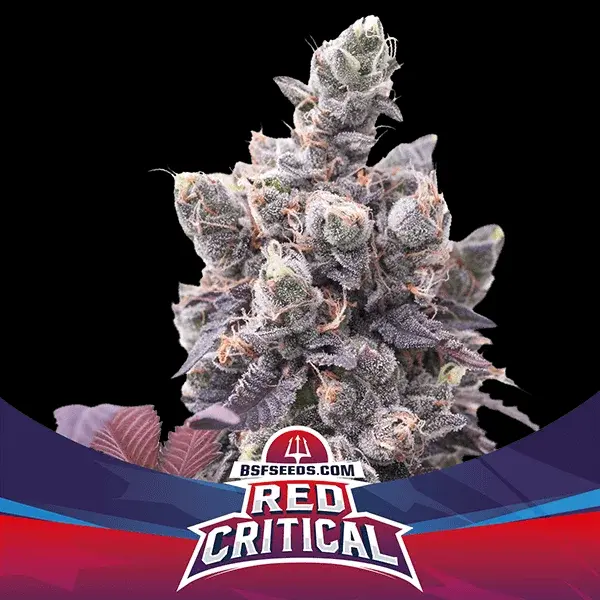 RED CRITICAL AUTO BSF SEEDS