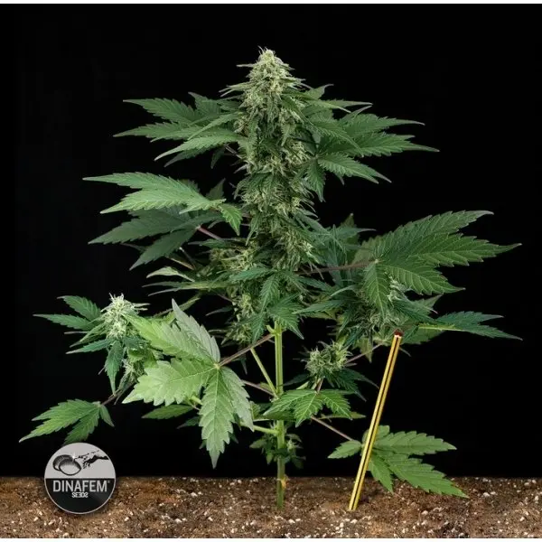 ROADRUNNER AUTO DINAFEM SEEDS