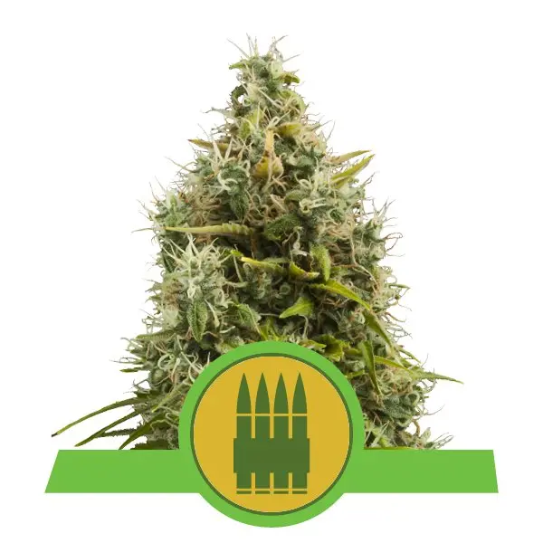 ROYAL AK AUTOMATIC ROYAL QUEEN SEEDS