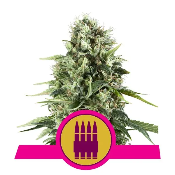 ROYAL AK ROYAL QUEEN SEEDS FEM