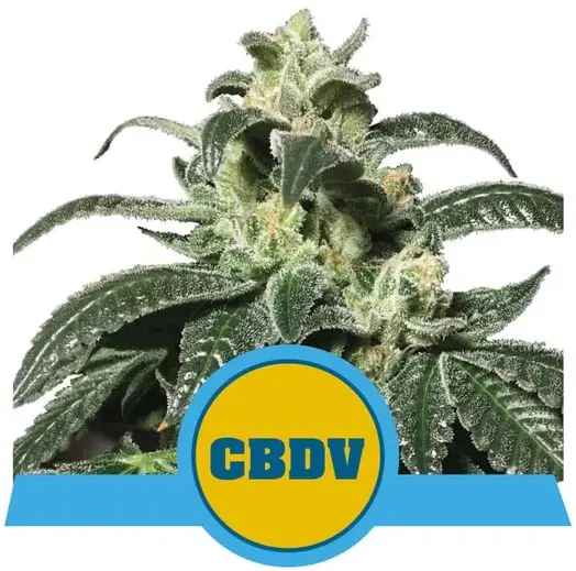 ROYAL CBDV AUTOMATIC ROYAL QUEEN SEEDS