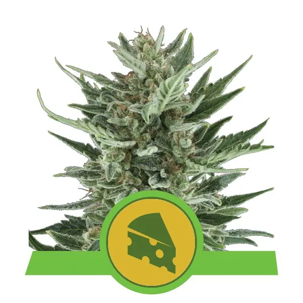 ROYAL CHEESE AUTOMATIC ROYAL QUEEN SEEDS