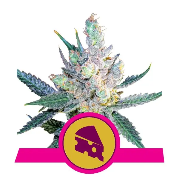 ROYAL CHEESE (FAST FLOWERING) ROYAL QUEEN SEEDS