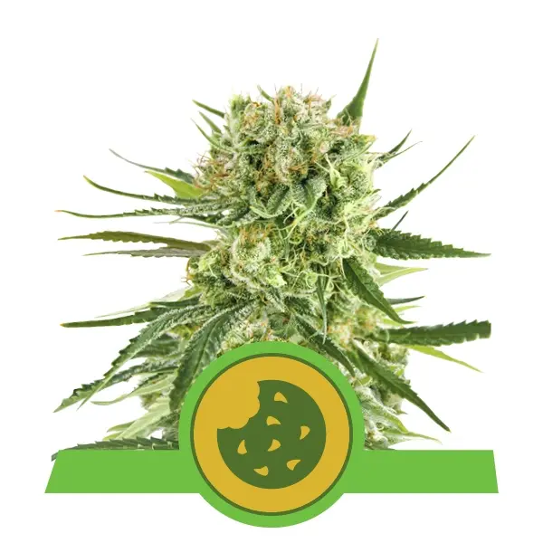 ROYAL COOKIES AUTOMATIC ROYAL QUEEN SEEDS