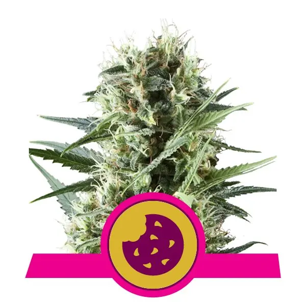 ROYAL COOKIES ROYAL QUEEN SEEDS FEM