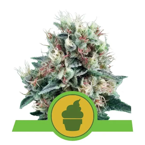 ROYAL CREAMATIC ROYAL QUEEN SEEDS AUTO