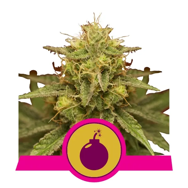 ROYAL DOMINA ROYAL QUEEN SEEDS FEM