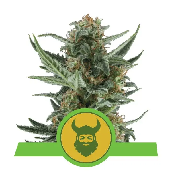 ROYAL DWARF ROYAL QUEEN SEEDS AUTO