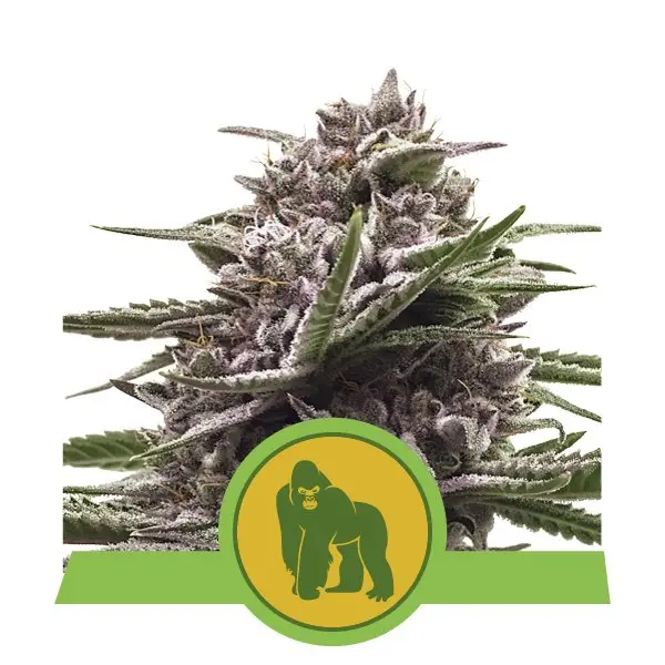 ROYAL GORILLA AUTOMATIC ROYAL QUEEN SEEDS