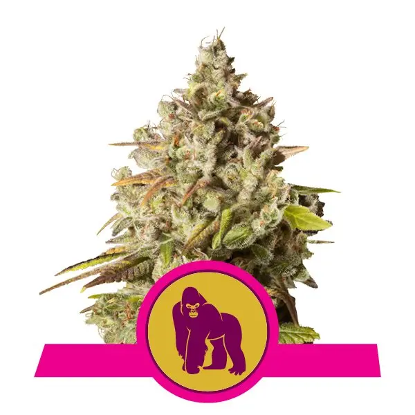 ROYAL GORILLA ROYAL QUEEN SEEDS FEM