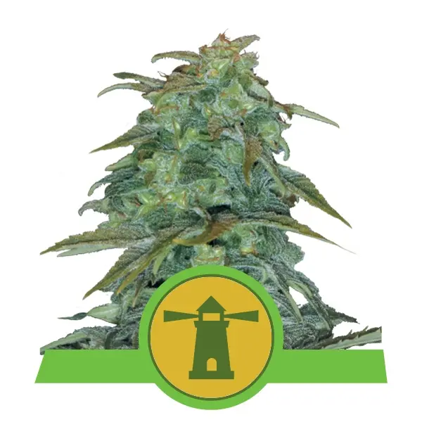 ROYAL HAZE AUTOMATIC ROYAL QUEEN SEEDS