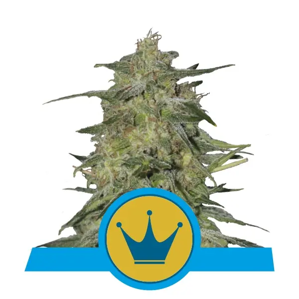 ROYAL HIGHNESS ROYAL QUEEN SEEDS CBD