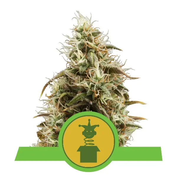 ROYAL JACK AUTOMATIC ROYAL QUEEN SEEDS