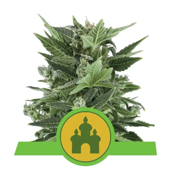 ROYAL KUSH AUTOMATIC ROYAL QUEEN SEEDS