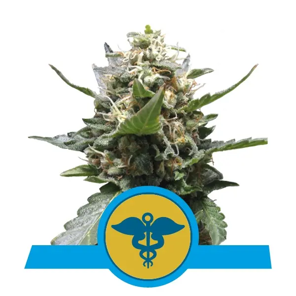 ROYAL MEDIC ROYAL QUEEN SEEDS CBD