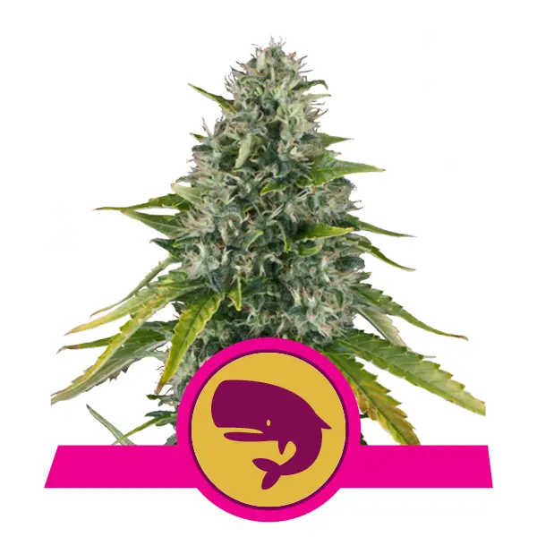 ROYAL MOBY ROYAL QUEEN SEEDS FEM