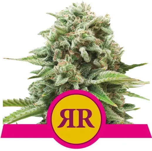 ROYAL RUNTZ ROYAL QUEEN SEEDS FEM