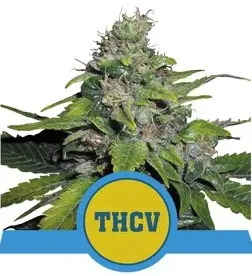 ROYAL THCV ROYAL QUEEN SEEDS