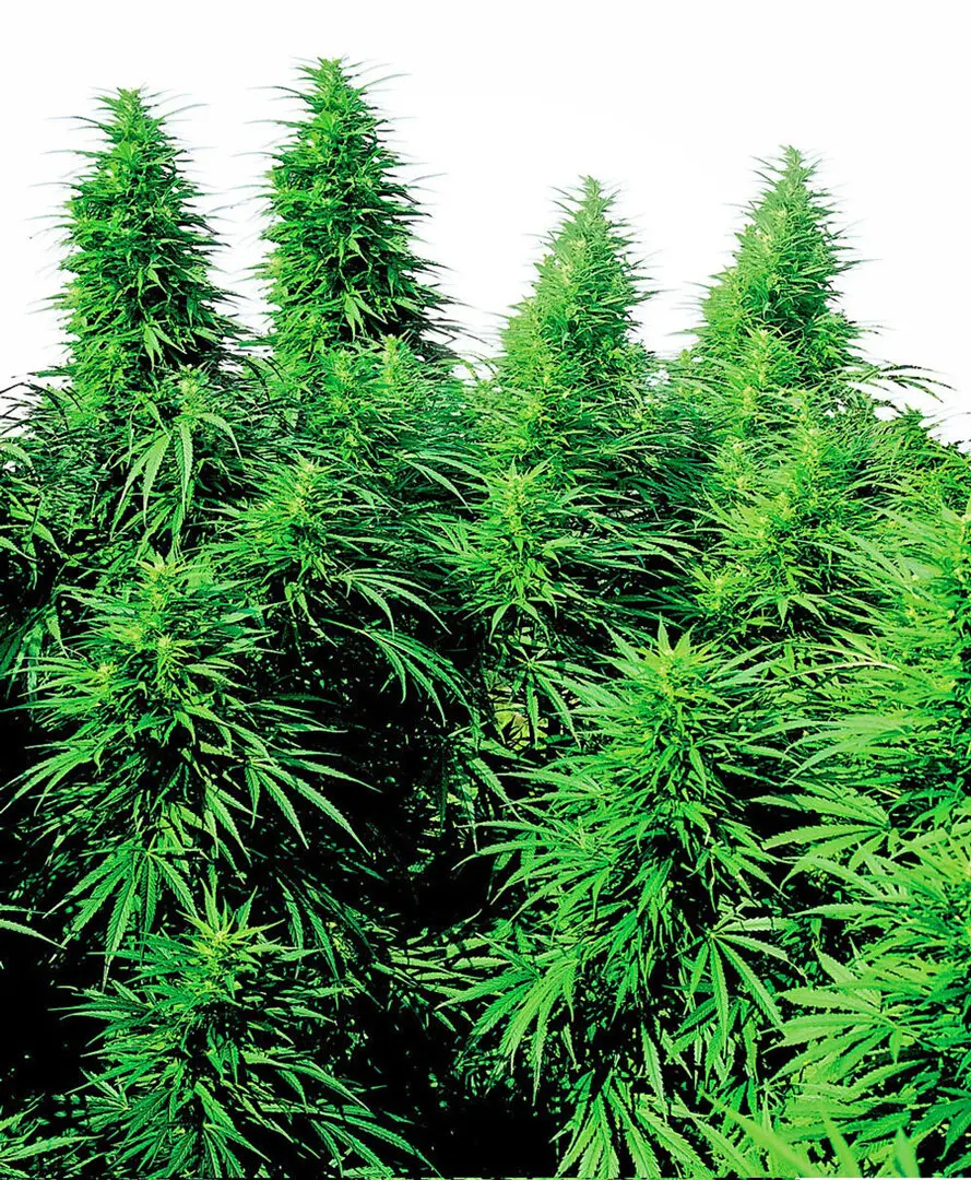 RUDERALIS SKUNK® SENSI SEEDS REG