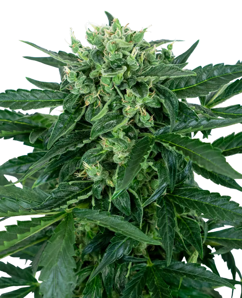 SENSI AMNESIA AUTOFIORENTI SENSI SEEDS