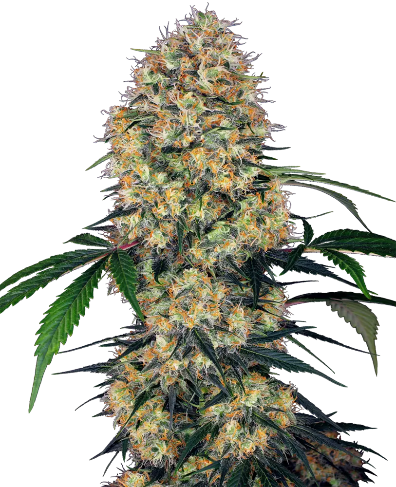 SENSI AMNESIA XXL AUTOFIORENTI SENSI SEEDS RESEARCH