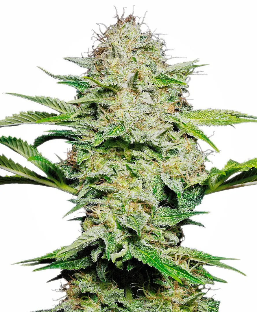 SENSI SKUNK AUTOMATIC SENSI SEEDS