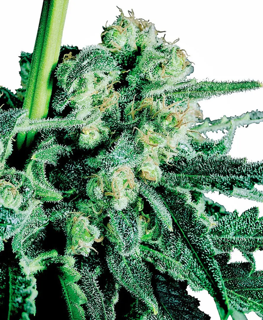 SENSI SKUNK® SENSI SEEDS REG