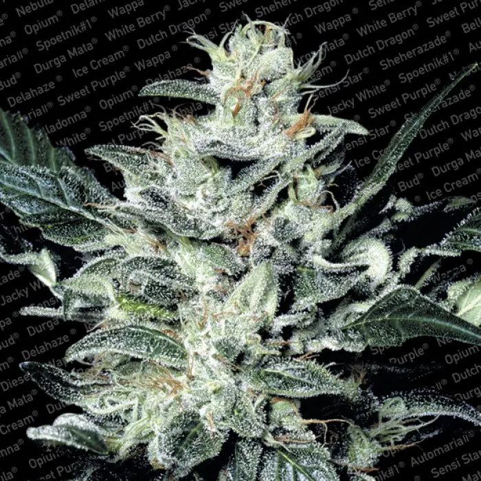 SENSI STAR PARADISE SEEDS FEM