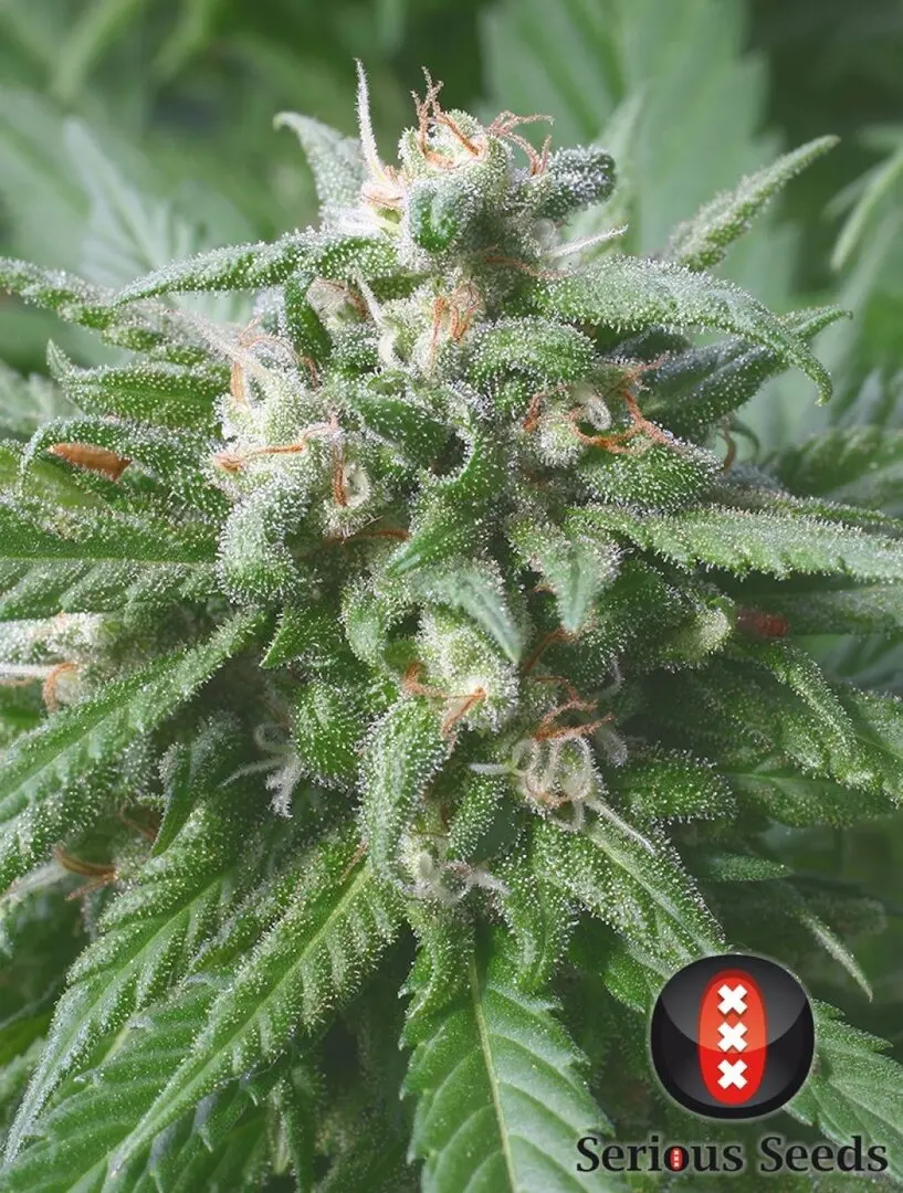 BIDDY EARLY - SERIOUS SEEDS FEM