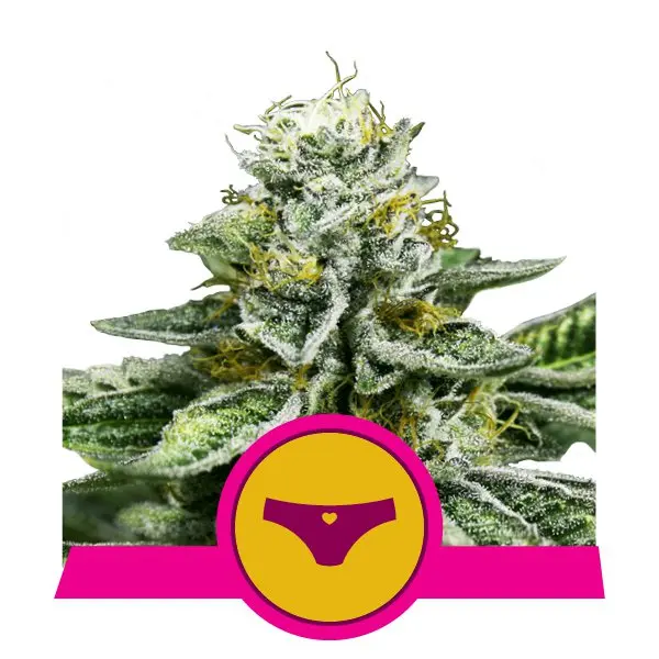 SHERBET QUEEN ROYAL QUEEN SEEDS FEM