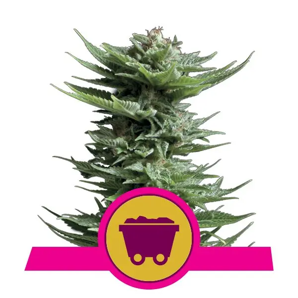 SHINING SILVER HAZE ROYAL QUEEN SEEDS FEM