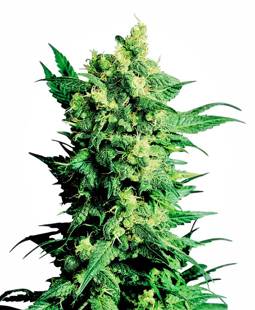 SHIVA SHANTI II® SENSI SEEDS REG