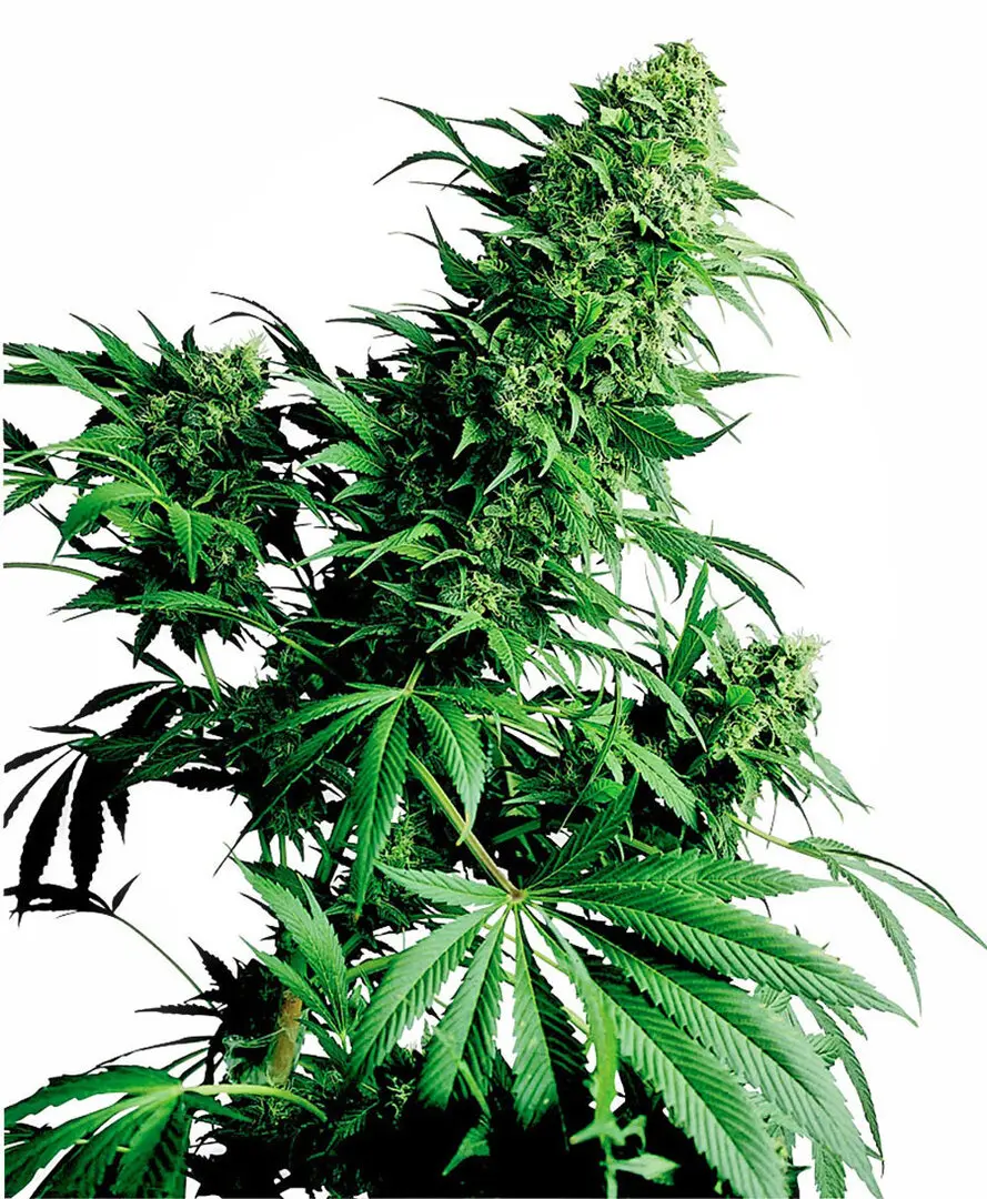 SHIVA SHANTI® SENSI SEEDS REG