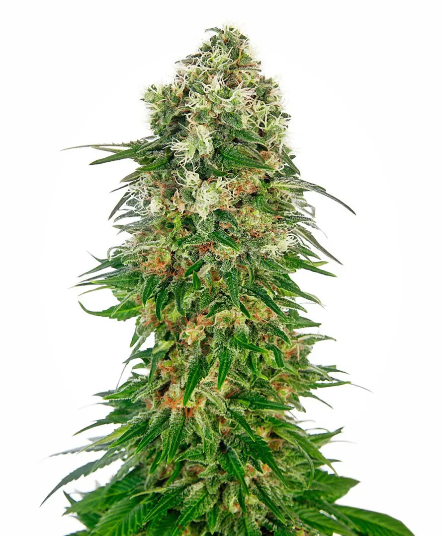 SHIVA SKUNK AUTOMATIC SENSI SEEDS