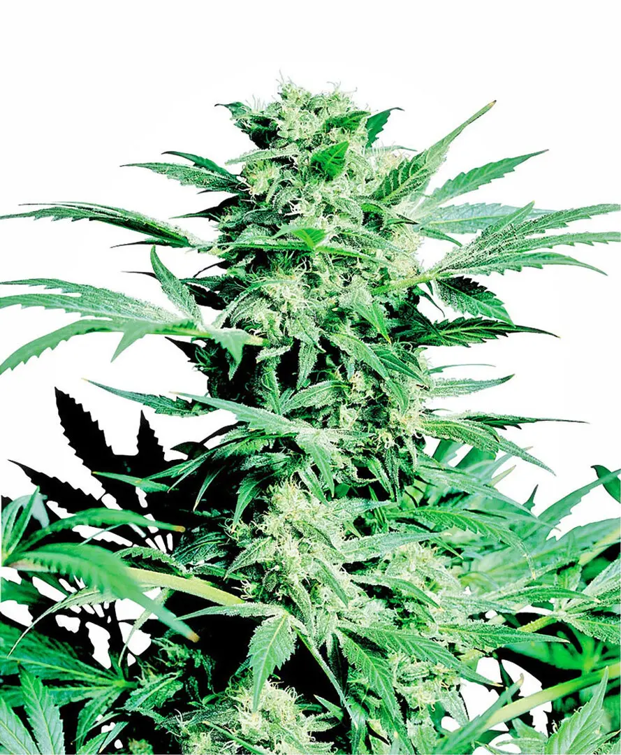 SHIVA SKUNK® SENSI SEEDS REG