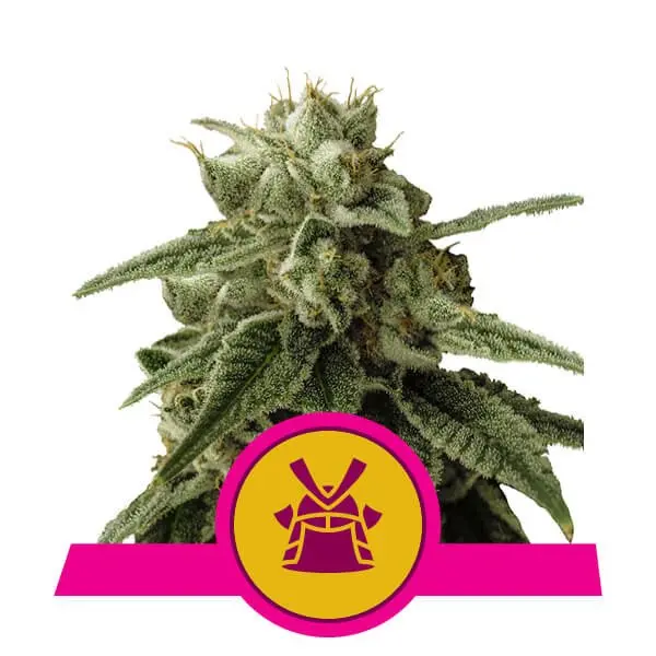 SHOGUN ROYAL QUEEN SEEDS FEM