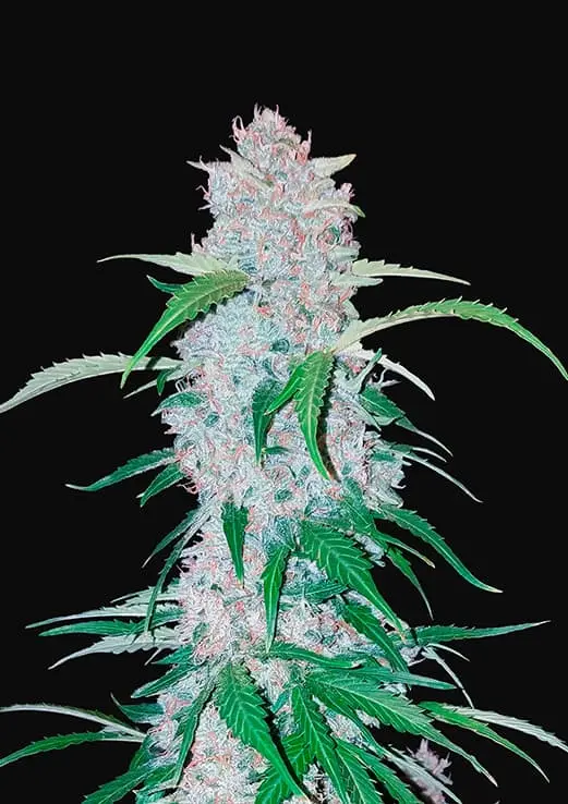 SIX SHOOTER AUTO FAST BUDS