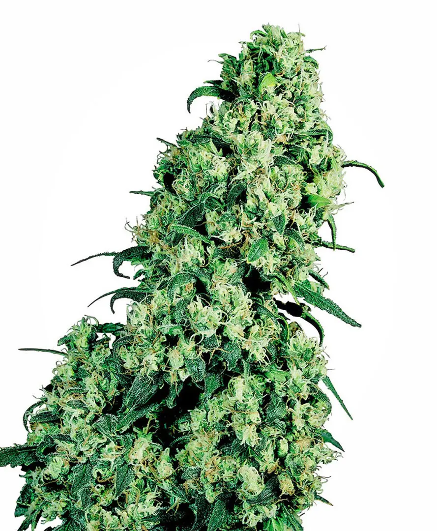 SKUNK #1® SENSI SEEDS REG