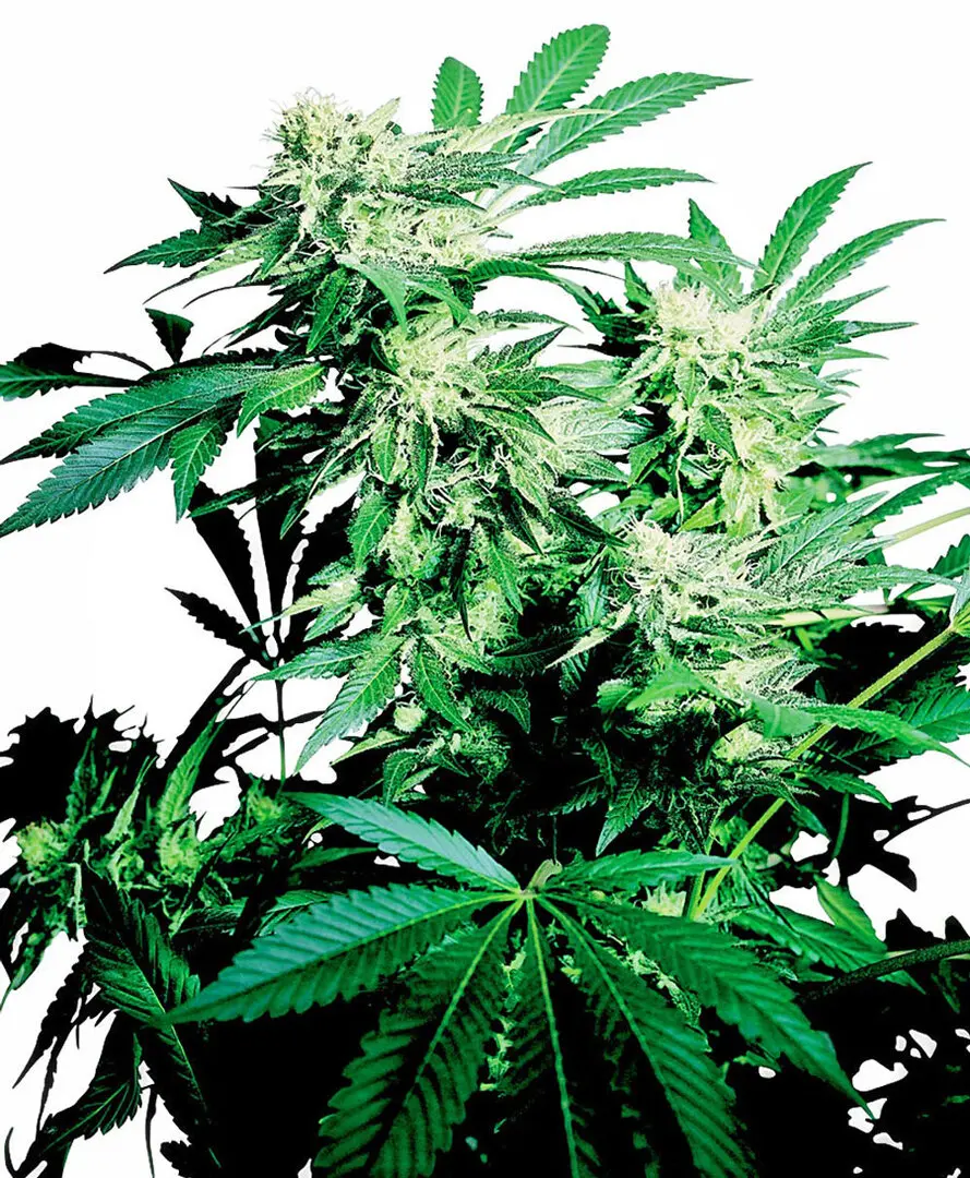 SKUNK KUSH® SENSI SEEDS REG