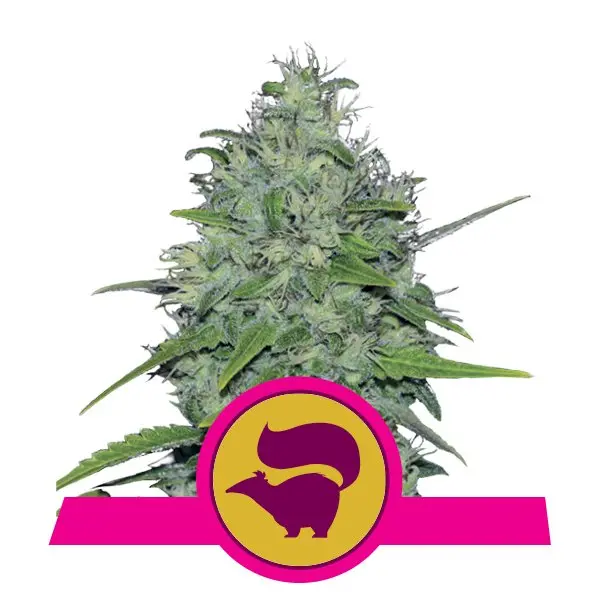 SKUNK XL ROYAL QUEEN SEEDS FEM