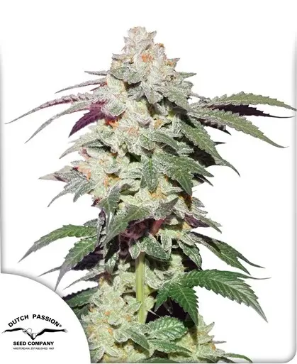 SKYWALKER HAZE® DUTCH PASSION FEM