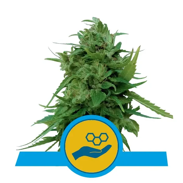 SOLOMATIC CBD ROYAL QUEEN SEEDS