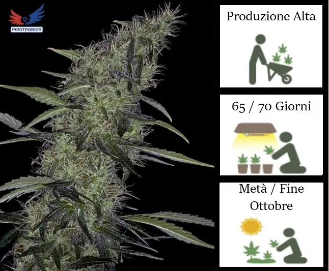 SOMANGO ♯47 POSITRONICS INDICA