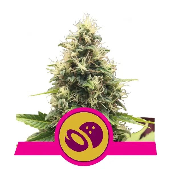 SOMANGO XL ROYAL QUEEN SEEDS FEM