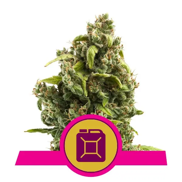 SOUR DIESEL ROYAL QUEEN SEEDS FEM