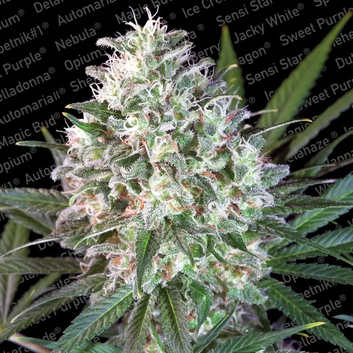 SPACE COOKIES PARADISE SEEDS FEM